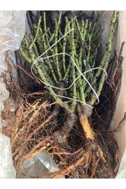 Троянда Вулканіка - саджанці голий корінь